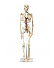 Walter Half-Size Skeleton w/Nerves and Arteries 