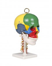 Walter Didactic Skull w/Cervical Spine 