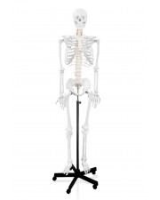Walter Full-Size Human Skeleton with Nerve Endings & Vertebral Arteries 