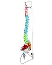Walter Life-Size Flexible Spinal Column with Color-Coded Regions and Muscles 