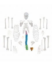 Walter Full-Size Disarticulated Skeleton w/Color-Coded Spinal Column 
