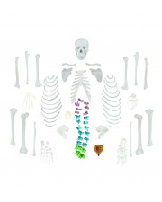 Walter Full-Size Disarticulated Skeleton w/Color-Coded Spinal Column 