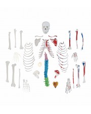 Walter Full-Size Disarticulated Skeleton w/Muscles & Color-Coded Spinal Column 