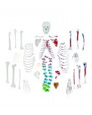 Walter Full-Size Disarticulated Skeleton w/Muscles & Color-Coded Spinal Column 