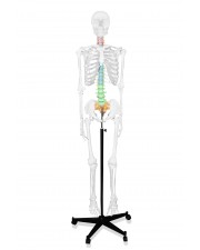 Walter Full-Size Skeleton w/Color-Coded Spinal Column 