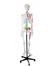 Walter Full-Size Skeleton w/Muscles & Color-Coded Spinal Column 