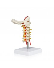Walter Cervical Spinal Column 