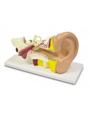 Walter Ear Model, 5 Parts 