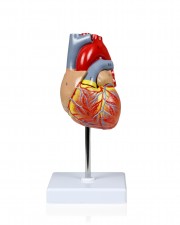 Walter Life-Size Heart Model - 2 Parts 