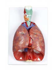 Walter Human Respiratory System 