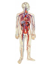 Walter Human Circulatory System 