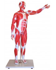 Walter Muscular Figure - 85cm, 27 Parts 