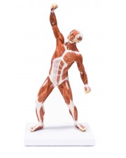 Walter Muscular Figure - 50cm 