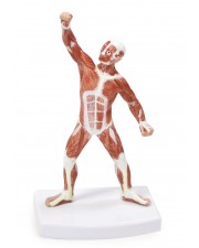 Walter Muscular Figure - 20cm 