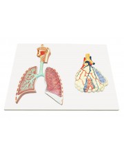 Walter Human Respiratory System w/Magnified Alveolus 