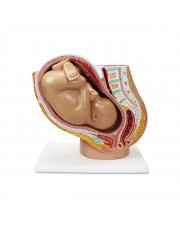 Walter Pregnancy Pelvis with Mature Fetus 