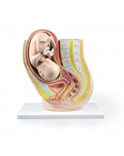 Walter Pregnancy Pelvis with Mature Fetus 