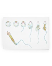 Spermatogenesis Model 