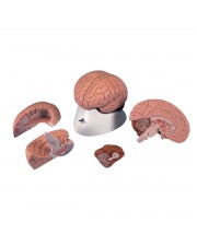 3B Brain Model, Life-Size - 4 Parts 