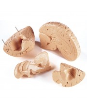 Denoyer Budget Giant Brain, 4-Parts, 2X Life Size 
