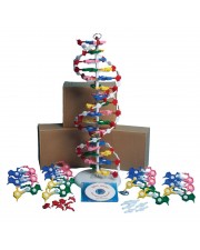 Unassembled DNA Model 
