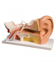 3B Human Ear Model, 3X Life-Size - 4 Parts 