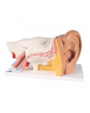 3B Human Ear Model, 3X Life-Size - 6 Parts 