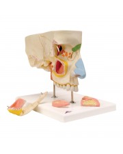 3B Nose with Paranasal Sinuses, 1.5X Life-Size - 5 Parts 