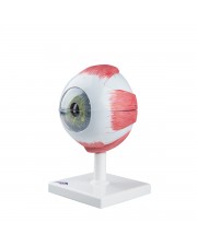 3B Human Eye Model, 5X Life-Size - 6 Parts 