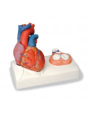 3B Heart Model w/Representation of Systole, Life-Size - 5 Parts 