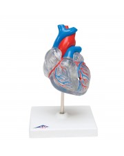 3B Classic Heart w/Conducting System - 2 Parts 