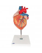 3B Heart Model, 2X Life-Size - 4 Parts 