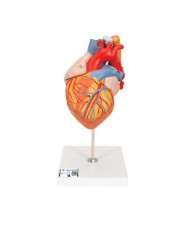 3B Human Heart Model with Esophagus and Trachea, 2X Life-Size - 5 Parts 