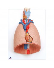 3B Lung Model w/Larynx, Life-Size - 7 Parts 