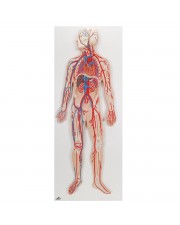 3B Circulatory System, 1/2 Life-Size 