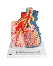 3B Model of Pulmonary Lobule w/Surrounding Blood Vessels,130X Life-Size 