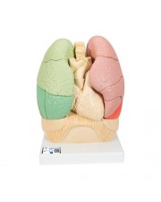 3B Segmented Lung Model 