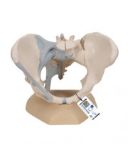 3B Female Pelvis Skeleton Model w/Ligaments, Life-Size - 3 Parts 