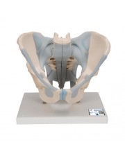 3B Human Male Pelvis Skeleton Model w/Ligaments, Life-Size - 2 Parts 