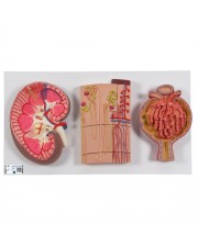 3B Human Kidney Section Model with Nephrons, Blood Vessels & Renal Corpuscle 