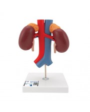 3B Human Kidneys Model with Vessels - 2 Parts 