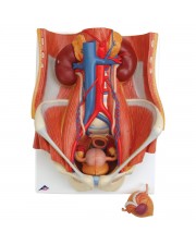 3B Dual-Sex Urinary System, Life-Size - 6 Parts 