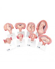 3B Pregnancy Models Series, 8 Individual Embryo & Fetus Models 