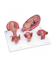 3B Pregnancy Series - 5 Embryo & Fetus Models 