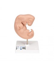 3B Human Embryo Model, 25X Life-Size 