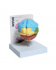 Human Brain Model, Life-Size, 8 Parts 