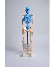 Human Skeleton Model with Fold-Out Guide 