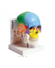 Human Skull Model with Fold-Out Guide 
