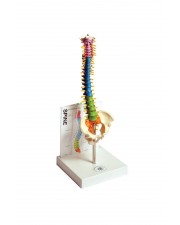 Human Spine Model with Fold-Out Guide 