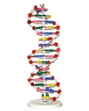 DNA Model 